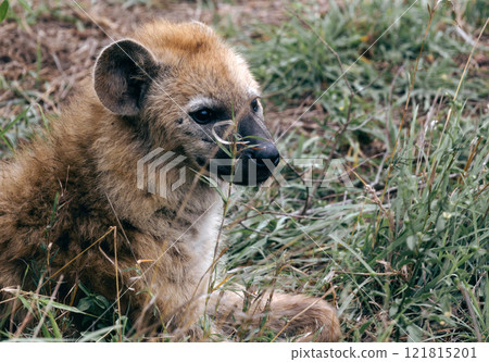 Close up portrait spotted hyena looking at camera, animal in natural habitat 121815201