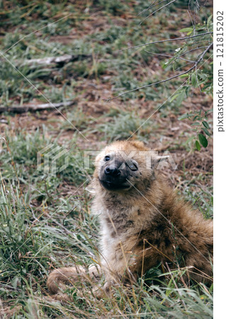 Small spotted hyena pressed its ears to head, lies in green grass. Small spotted hyena pressed its ears to head, lies in green grass. 121815202