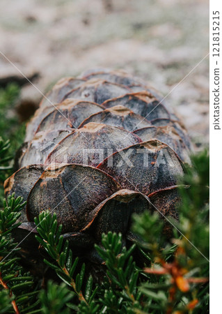 Scales of fresh ripe pine cone in resin. Scales of fresh ripe pine cone in resin. 121815215