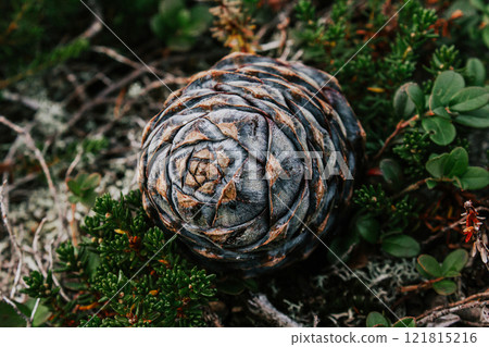 cedar pine cone closeup on green bush 121815216