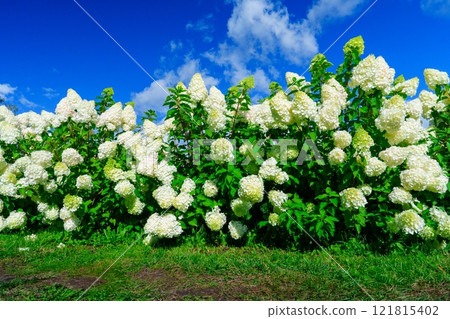 Beautiful White Hydrangeas in Full Bloom Against a Clear Blue Sky on a Sunny Day in Springtime Beautiful White Hydrangeas in Full Bloom Against a Clear Blue Sky on a Sunny Day in Springtime 121815402