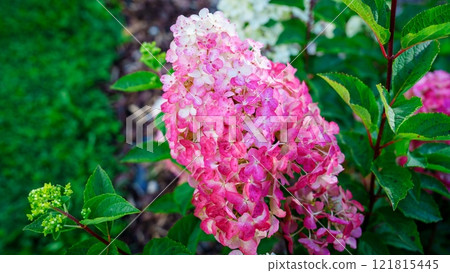 Closeup of a beautiful flower in full bloom with a blurred background 121815445