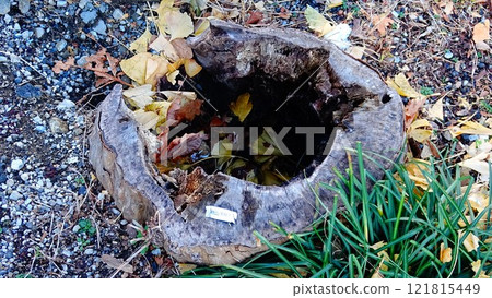 Remnants of an old tree stump Remnants of an old tree stump 121815449