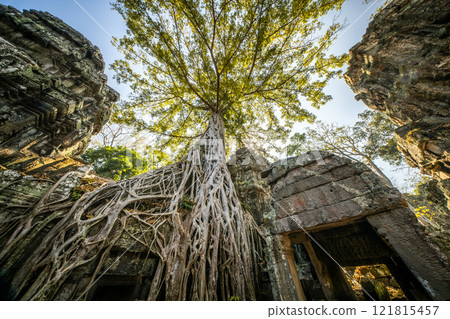 Cambodia Angkor Wat Ta Prohm Cambodia Angkor Wat Ta Prohm 121815457