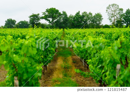 Rows of grape vines stretching to the horizon on a lush green vineyard 121815487