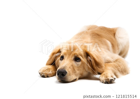 Adorable Golden Retriever Puppy Resting Comfortably with Sweet Expression on Soft White Background Adorable Golden Retriever Puppy Resting Comfortably with Sweet Expression on Soft White Background 121815514