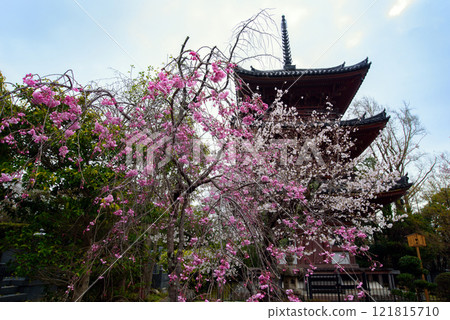 寶積寺，一座被櫻花包圍的三層寶塔 121815710