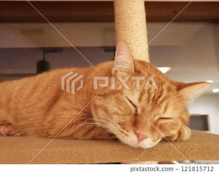 Brown tabby cat sleeping on a cat tower Brown tabby cat sleeping on a cat tower 121815712