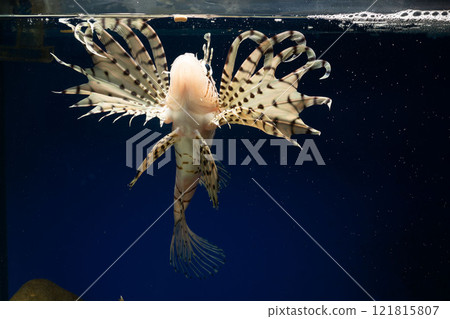 Lionfish, Scorpionfish, Lionfish, Poisonous Fish 121815807