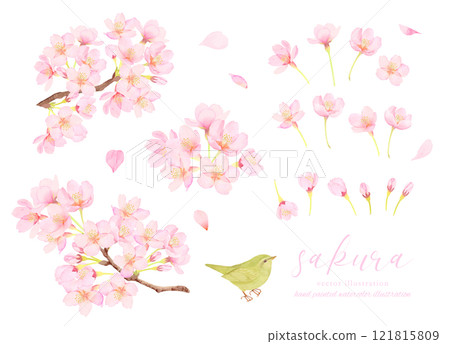 Cute cartoon material of a warbler and cherry blossoms Cute cartoon material of a warbler and cherry blossoms 121815809