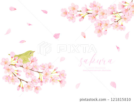 Cute illustration material of nightingale and cherry blossoms 121815810