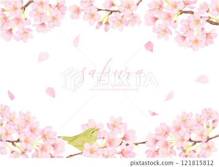 Cute background illustration material of a warbler and cherry blossoms 121815812
