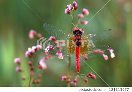 Hatcho dragonfly and Chigozasa Hatcho dragonfly and Chigozasa 121815977