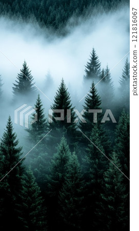Fog and clouds on mountain. Misty landscape with fir forest. Beautiful landscape 121816067