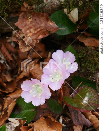 The rock fan of Shirakemon, Tanigawa Mountain Range The rock fan of Shirakemon, Tanigawa Mountain Range 121816249