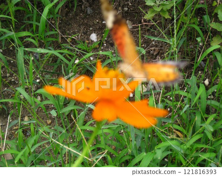 Flowers blooming in the field Flowers blooming in the field 121816393