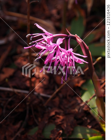 Shoujobakanama of the Tanigawa Mountain Range and Shirakemon 121816436