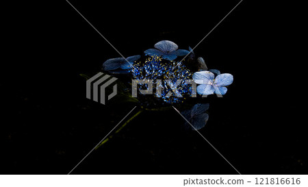 Hydrangea starting to wither Hydrangea starting to wither 121816616