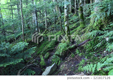 Tateshina Mountain, Nagano Prefecture 121817126