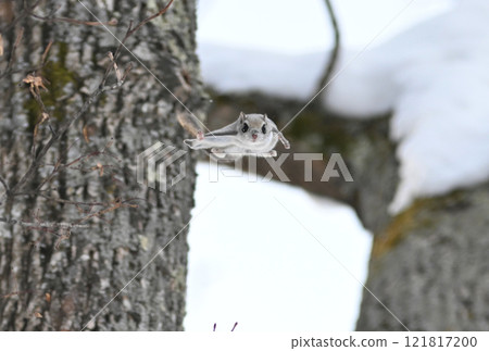 北海道一個公園裡，蝦夷鼯鼠白天在樹林間飛翔 121817200