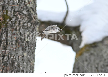 北海道一個公園裡，蝦夷鼯鼠白天在樹林間飛翔 121817201