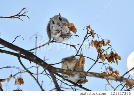 A Siberian flying squirrel sits on a maple branch and eats seeds during the day in a park in Hokkaido A Siberian flying squirrel sits on a maple branch and eats seeds during the day in a park in Hokkaido 121817236