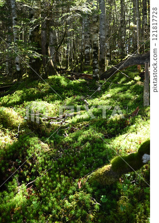 長野縣蓼科登山 121817728