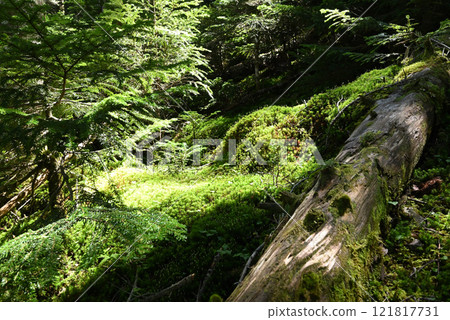 Tateshina Mountain, Nagano Prefecture 121817731