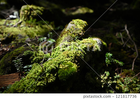 Tateshina Mountain, Nagano Prefecture 121817736