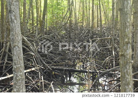 landscape of Tung Prong Thong golden mangrove field in sunny day travel location on Thailand 121817739