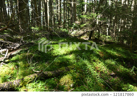 Tateshina Mountain, Nagano Prefecture Tateshina Mountain, Nagano Prefecture 121817860