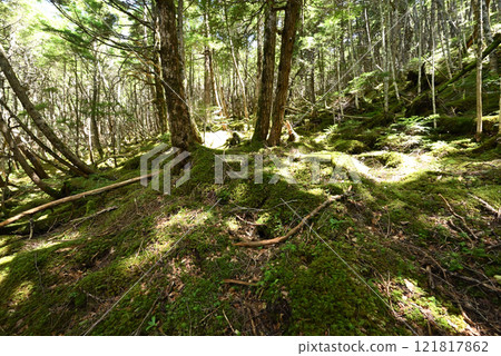 Tateshina Mountain, Nagano Prefecture Tateshina Mountain, Nagano Prefecture 121817862
