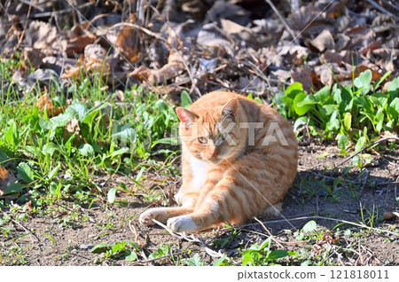 貓在陽光明媚的一面 121818011