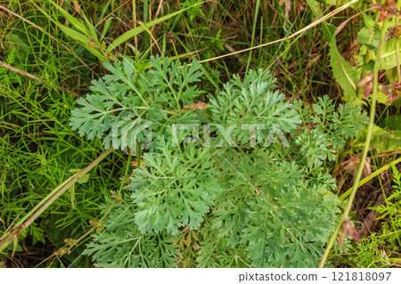 Wormwood Artemisia absinthium. Wormwood branch, leaves and wormwood flowers. cosmetics and medical plant. 121818097
