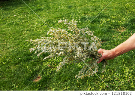 Wormwood Artemisia absinthium. Wormwood branch, leaves and wormwood flowers. cosmetics and medical plant. 121818102