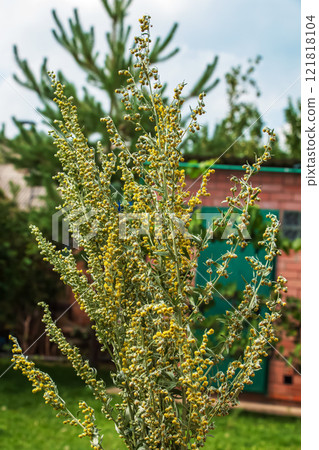 Wormwood Artemisia absinthium. Wormwood branch, leaves and wormwood flowers. cosmetics and medical plant. 121818104