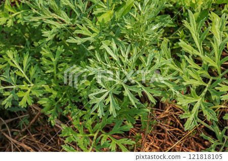 Wormwood Artemisia absinthium. Wormwood branch, leaves and wormwood flowers. cosmetics and medical plant. Wormwood Artemisia absinthium. Wormwood branch, leaves and wormwood flowers. cosmetics and medical plant. 121818105