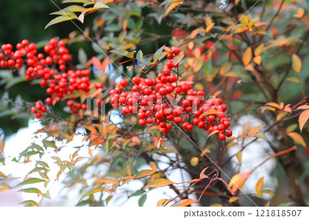 Red nandina fruit 121818507