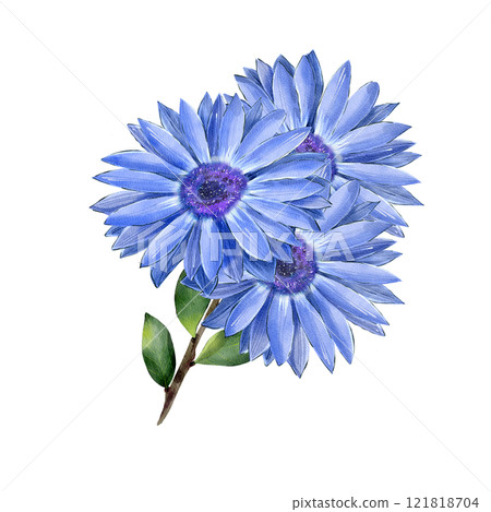 Chrysanthemum, rudbeckia on a branch with green leaves. Hand drawn watercolor illustration. Isolated on a white background. Botanical drawing of a wildflower. Sublimation. For printing, textiles 121818704