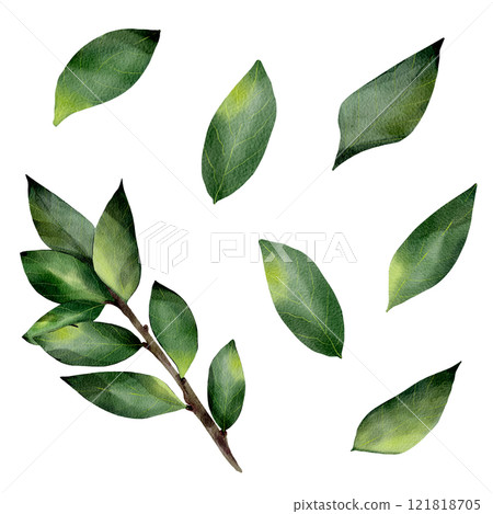Set of green leaves and branches. Isolated object on a white background. Watercolor realistic illustration, leaves of various trees, hand drawn. Summer season. For cards, invitations, print, textiles 121818705