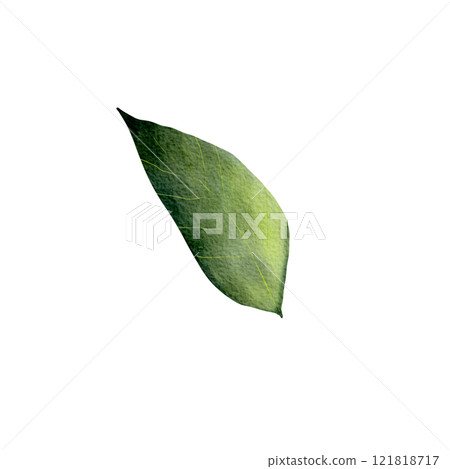 Green leaf. Isolated object on a white background. Watercolor realistic illustration, leaves of various trees, hand drawn. Summer season. For cards, decoration, invitations, print, textile 121818717