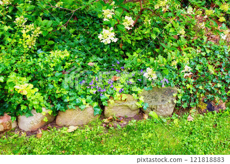 Colorful purple flowers growing in a garden. Beautiful campanula poscharskyana or serbian bellflowers with vibrant petals and lush foliage blooming and blossoming in nature on a sunny day in spring Colorful purple flowers growing in a garden. Beautiful campanula poscharskyana or serbian bellflowers with vibrant petals and lush foliage blooming and blossoming in nature on a sunny day in spring 121818883