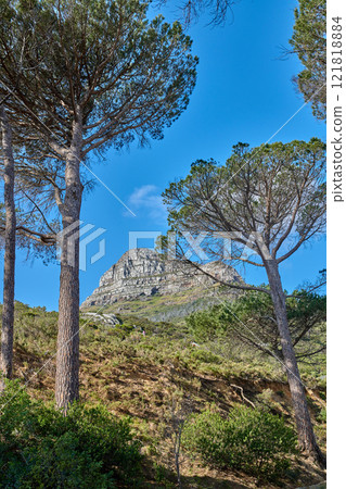 Landscape view of Lions Head mountain, Monterey pine tree forest and blue sky in remote hiking area or tourism destination in South Africa. Calm, serene or tranquil countryside for relaxing in nature Landscape view of Lions Head mountain, Monterey pine tree forest and blue sky in remote hiking area or tourism destination in South Africa. Calm, serene or tranquil countryside for relaxing in nature 121818884