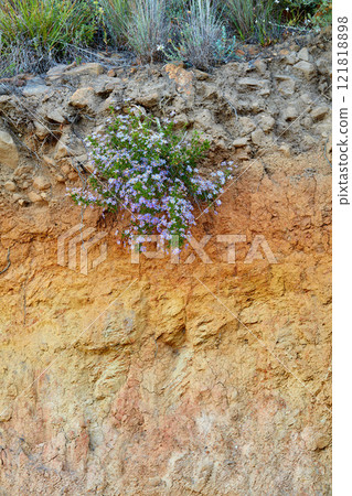Purple fynbos flowers growing on a cliff on Table Mountain in Cape Town in South Africa. Bushes and dry shrubs with flora and plants in a rocky, serene and uncultivated nature reserve in summer 121818898