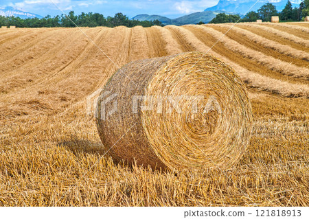 Round hay bales of straw rolled on agricultural farm pasture and grain estate after harvesting wheat, rye or barley. Landscape view of a ploughed field and copy space background of rural Lyon, France 121818913
