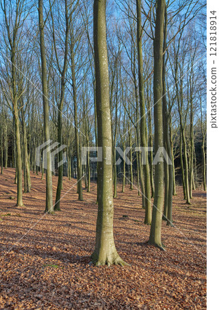 Tall dry trees in the forest or park without leaves on a summer afternoon. Beautiful landscape with arid plants on an autumn day outdoors in nature. Peaceful and scenic woods during spring 121818914