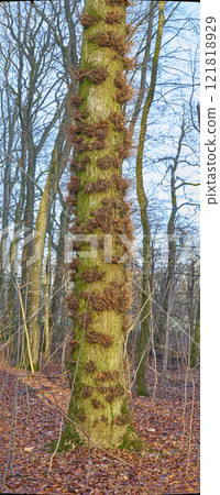 Moss and algae growing on trees in a forest with dead brown leafs on the ground in winter. Natural landscape with wooden texture of old bark and trunks on a sunny day in a remote and peaceful meadow Moss and algae growing on trees in a forest with dead brown leafs on the ground in winter. Natural landscape with wooden texture of old bark and trunks on a sunny day in a remote and peaceful meadow 121818929