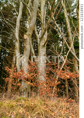 European beech plant in an autumn forest or the woods. Low angle nature landscape of red orange leaves on wild plants growing near lots of tree trunks. Eco friendly environment with leafless trees 121818931