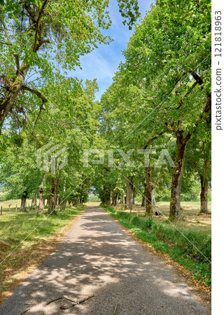 Countryside road or street leading through green trees and past agriculture fields or farm pasture. Landscape view of quiet, lush French scenery of remote farming meadows with blue sky and copy space 121818963