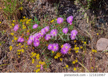 Pink aster fynbos flowers growing on rocks on Table Mountain, Cape Town, South Africa. Dry bushes and shrubs with with flowering plants in peaceful, serene and uncultivated nature reserve in summer Pink aster fynbos flowers growing on rocks on Table Mountain, Cape Town, South Africa. Dry bushes and shrubs with with flowering plants in peaceful, serene and uncultivated nature reserve in summer 121818967